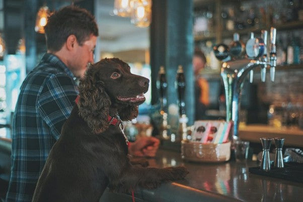 Pub Dogs and Travel Tuffies