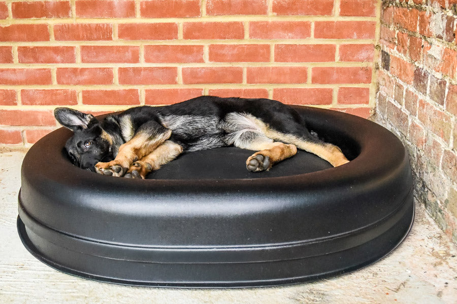 The Guaranteed Chew Proof Dog Bed