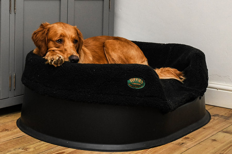 My Dog Likes to Sleep on the Sofa. How can I Tempt him on to a Dog Bed Instead?