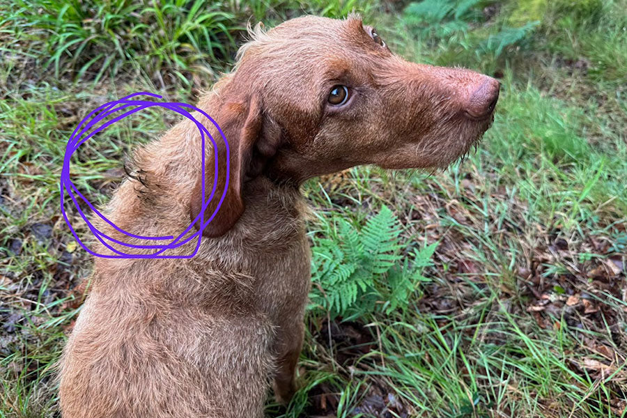 My Dog Loves Rolling in Fox Poo.