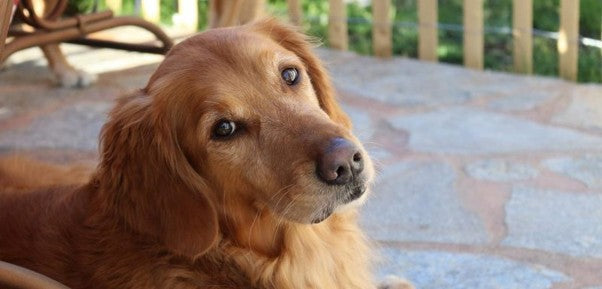 Creating a Calm Environment for your Dog – Tuffies Dog Beds