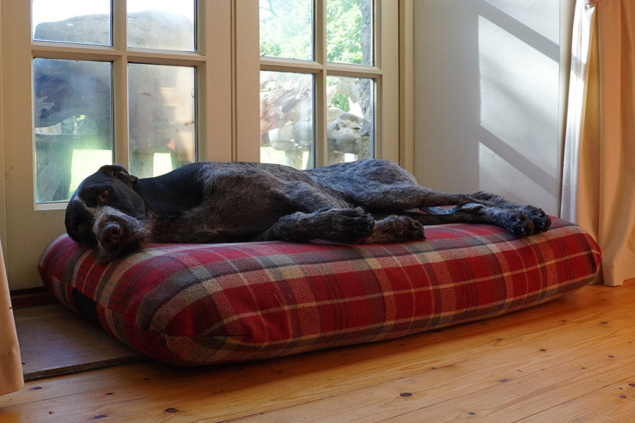 Great Summer Covers for Mattress Dog Beds.