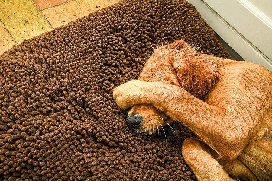 I am Looking for the Best Dog Bed for my Muddy Dog this Autumn.
