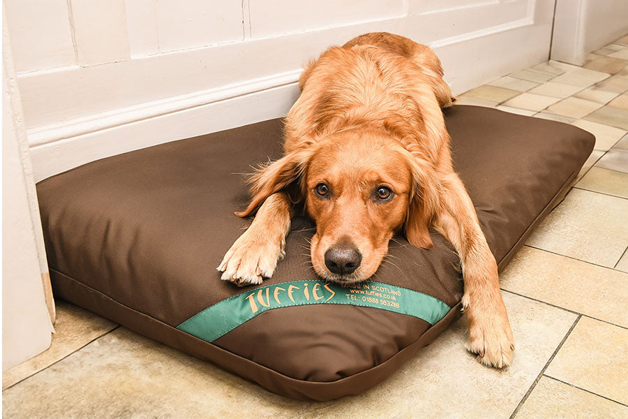 Why is my Dog Digging His Dog Bed?