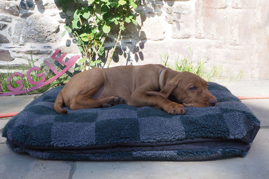 This dog bed for my young puppy continues to be useful all through her life.