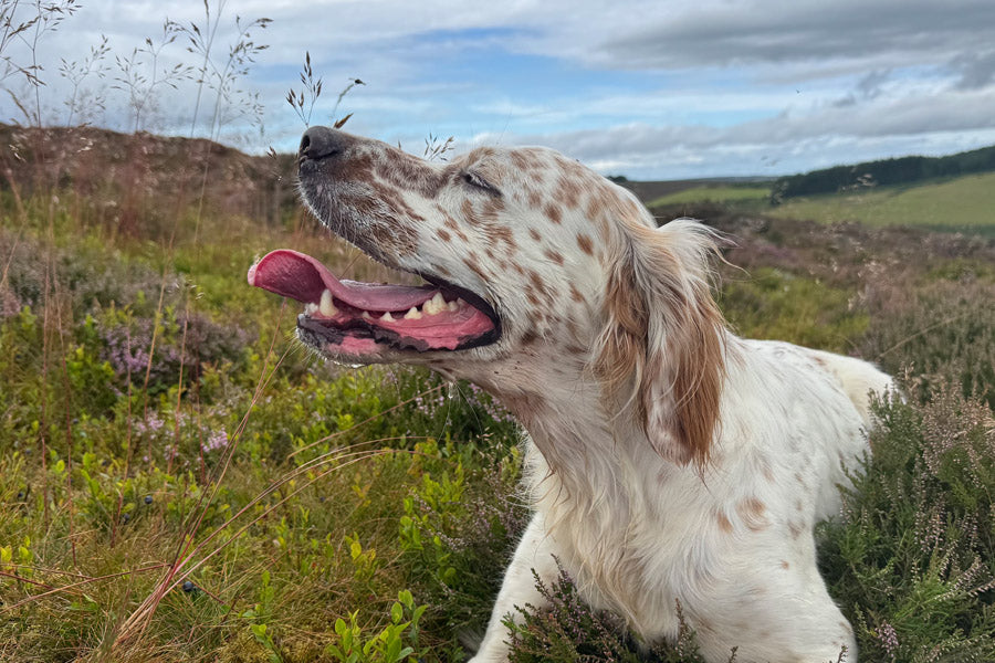 How can I Help my Dog in this Summer Heat?