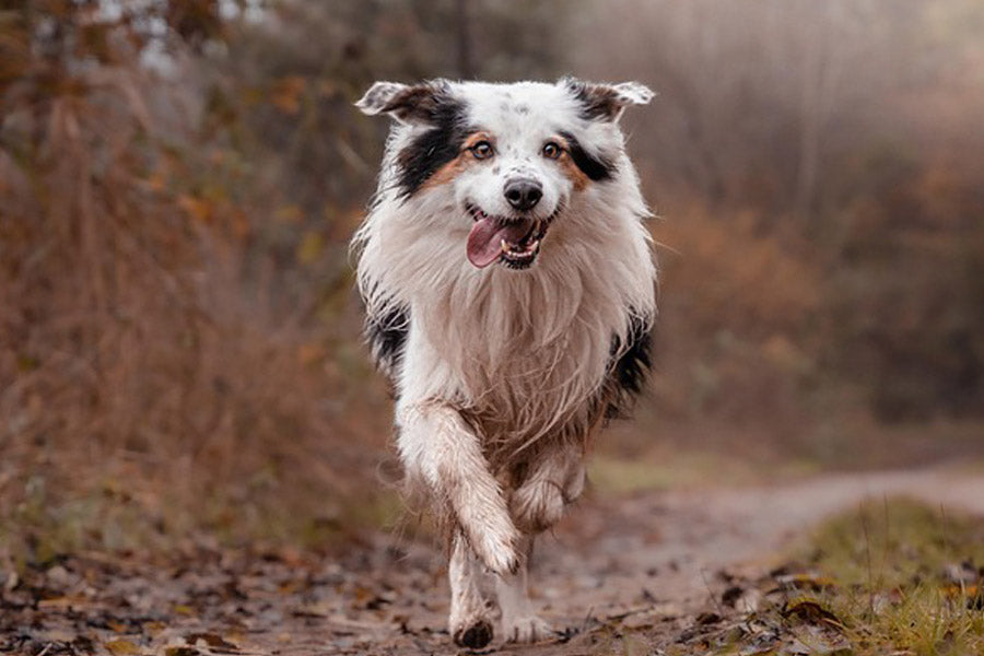 What is the Best Dog Bed for Wet and Muddy Dogs?