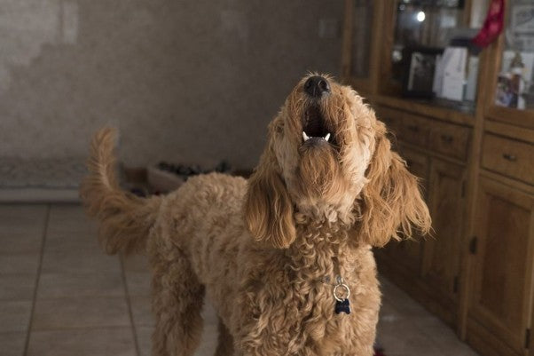 How to Fix Barking, Chasing, and Jumping Up. Plus Saving the Earth One Nest Dog Bed at a Time!