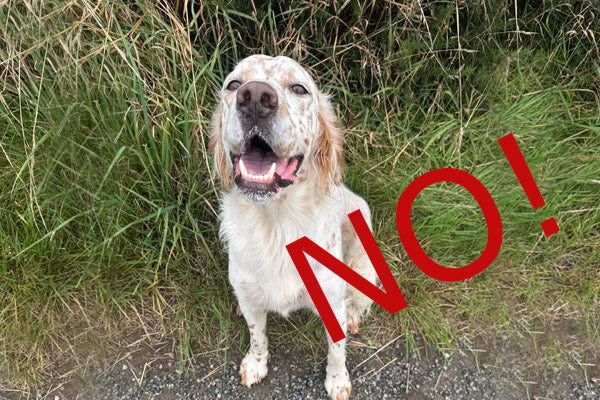 Good Tips for Photographing your Dog.