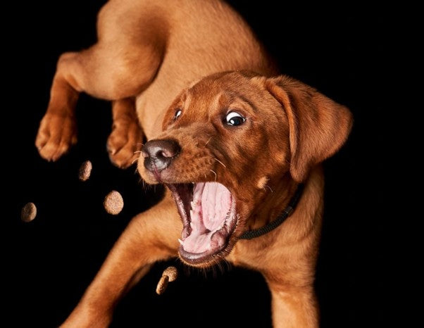 Out with Dog Training Books, in with YouTube! …and Durable Dog Beds