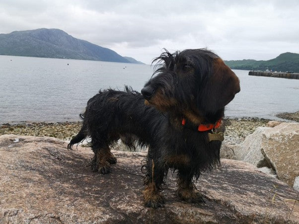 Every Good Boy Deserves a Holiday… and a Waterproof Dog Bed!