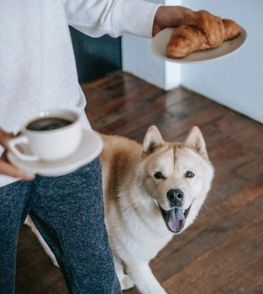A Brief History of Dogs and a Really Tough Tuffie for your Pet Wolf