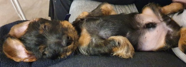 Puppy Training Tips Featuring Gerry the Wirehaired Dachshund