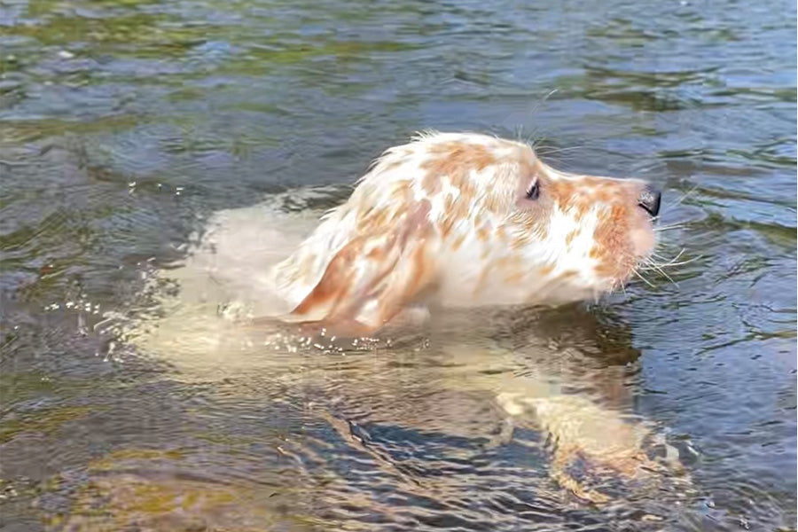 How Can I Help my Water Loving Dog in this hot Weahter.