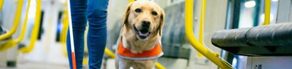 What is the Best Dog Bed for my Guide Dog?