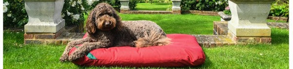 I Need a Long Lasting Waterproof Mattress Dog Bed.