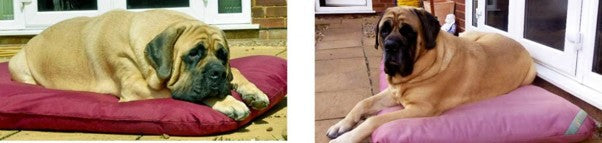 Large Dog Beds for Large Dog Breeds.