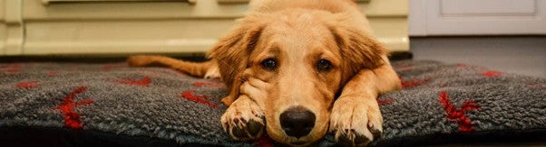 What is the Best Dog Bed for Travelling?