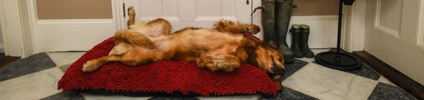 I Need a Dog Bed that Doesn’t Smell.