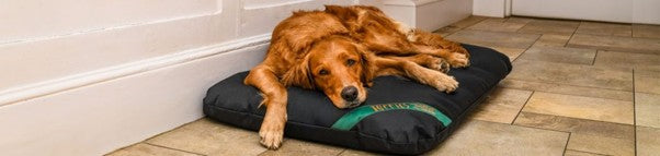 Dry and Healthy Dog Beds.