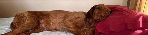 Dog Pillow or Dog Bed?