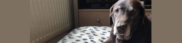 What is the Most Supportive Dog Bed for my Old Dog?