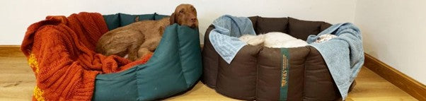 Dog Blankets or Dog Beds…What is Best?