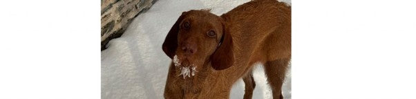 Dogs in the Snow and Frost. The most Important equipment is still the Dog Bed.