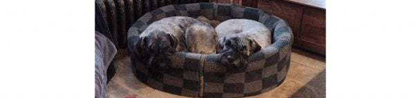 Tuffie Archaeology, Historic Dog Bed Treasures.