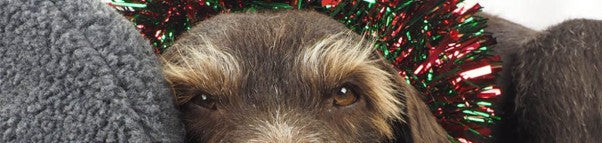 Dog Beds as Christmas Presents. A Perfect Gift for Dog Lovers.
