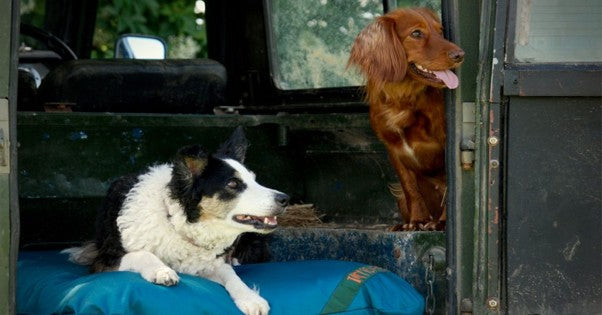 Clean, cool comfort for the summer and beyond on a dog mattress.
