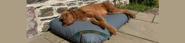Outdoor Dog Beds