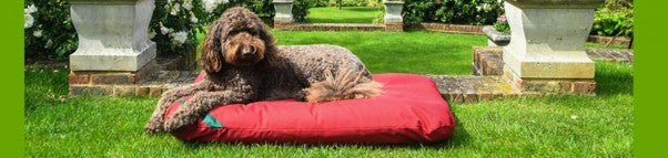 I need to find a Tear Resistant Dog Bed. Define the Problem First.