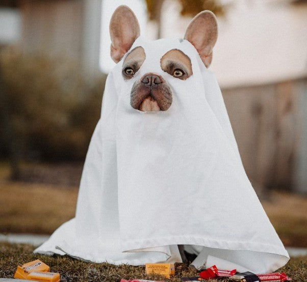 How to Fix Your Dogs Fear of Fireworks with a Bluetooth Speaker, a Tuffies Nest and Loads of Tasty Treats