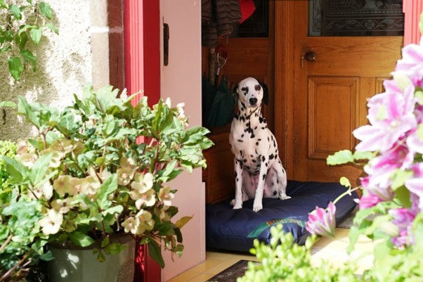 Doctor Dogs – Mattress Dog Beds