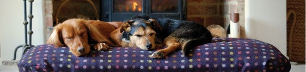 I Want to Spend my Money on the Best Dog Bed I can get.