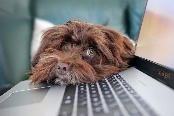Dog Lockdown Tips With a Little Help From Your Nest Dog Bed