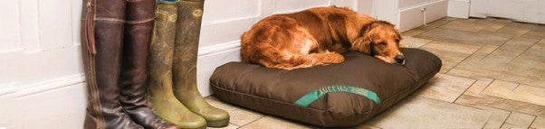Which Dog Bed is Best for Controlling Fleas and House Dust Mites?