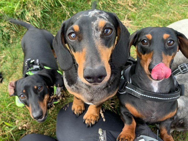 Jenna and Smudge – Long Dog Walkies