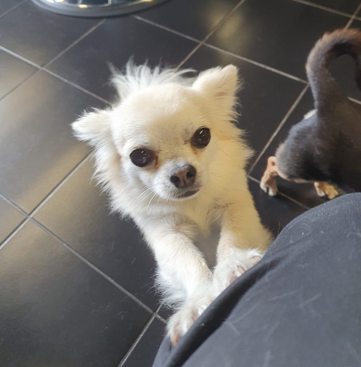 Colin the Barber’s Chihuahuas