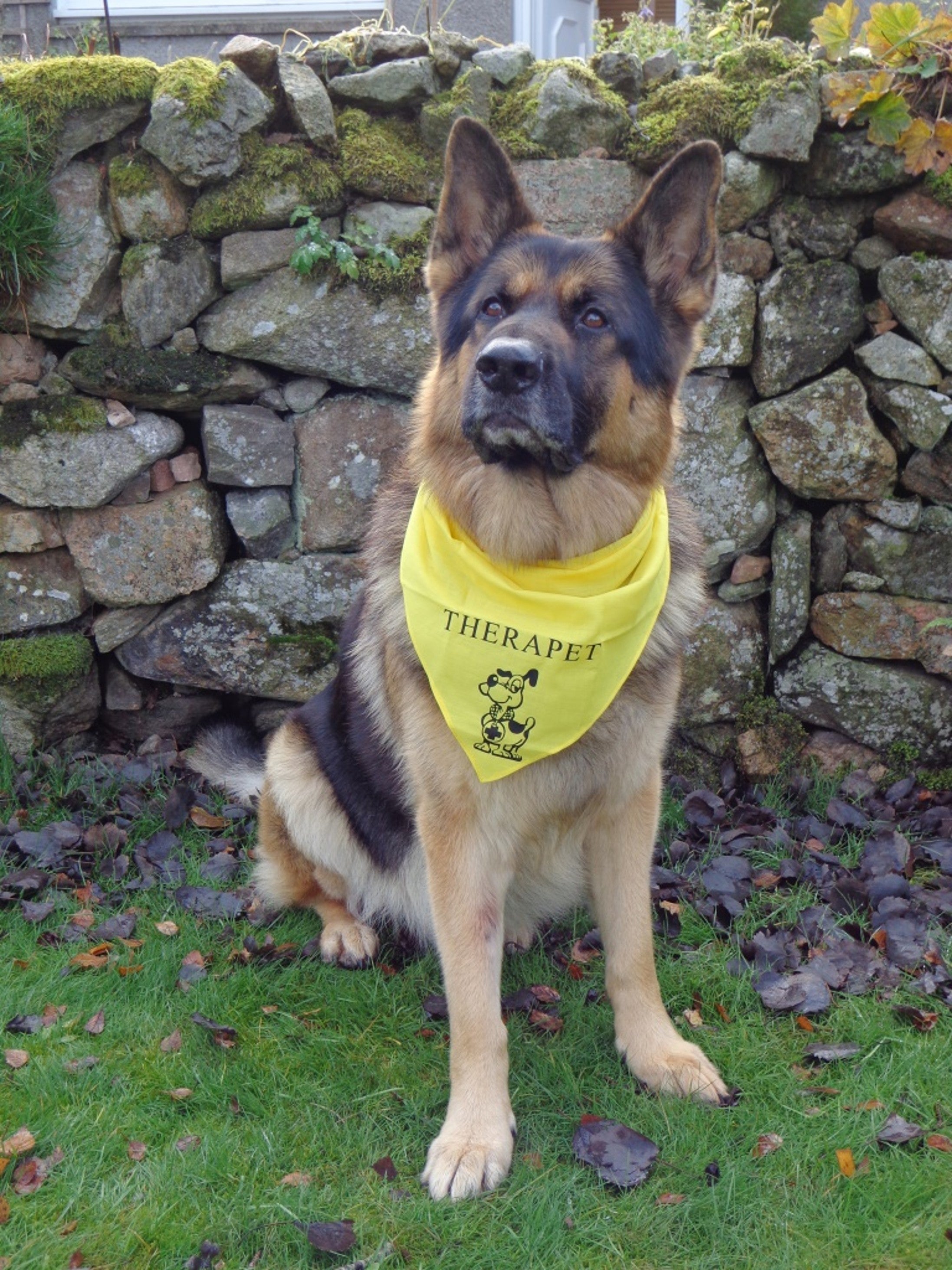 Bruno the Therapet. Every good boy deserves a good job