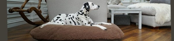 What Should I Look for When Choosing the Very Best Dog Bed?