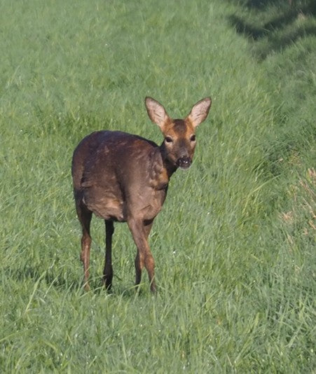 The Wildlife Around Tuffies Dog Beds Workshop.