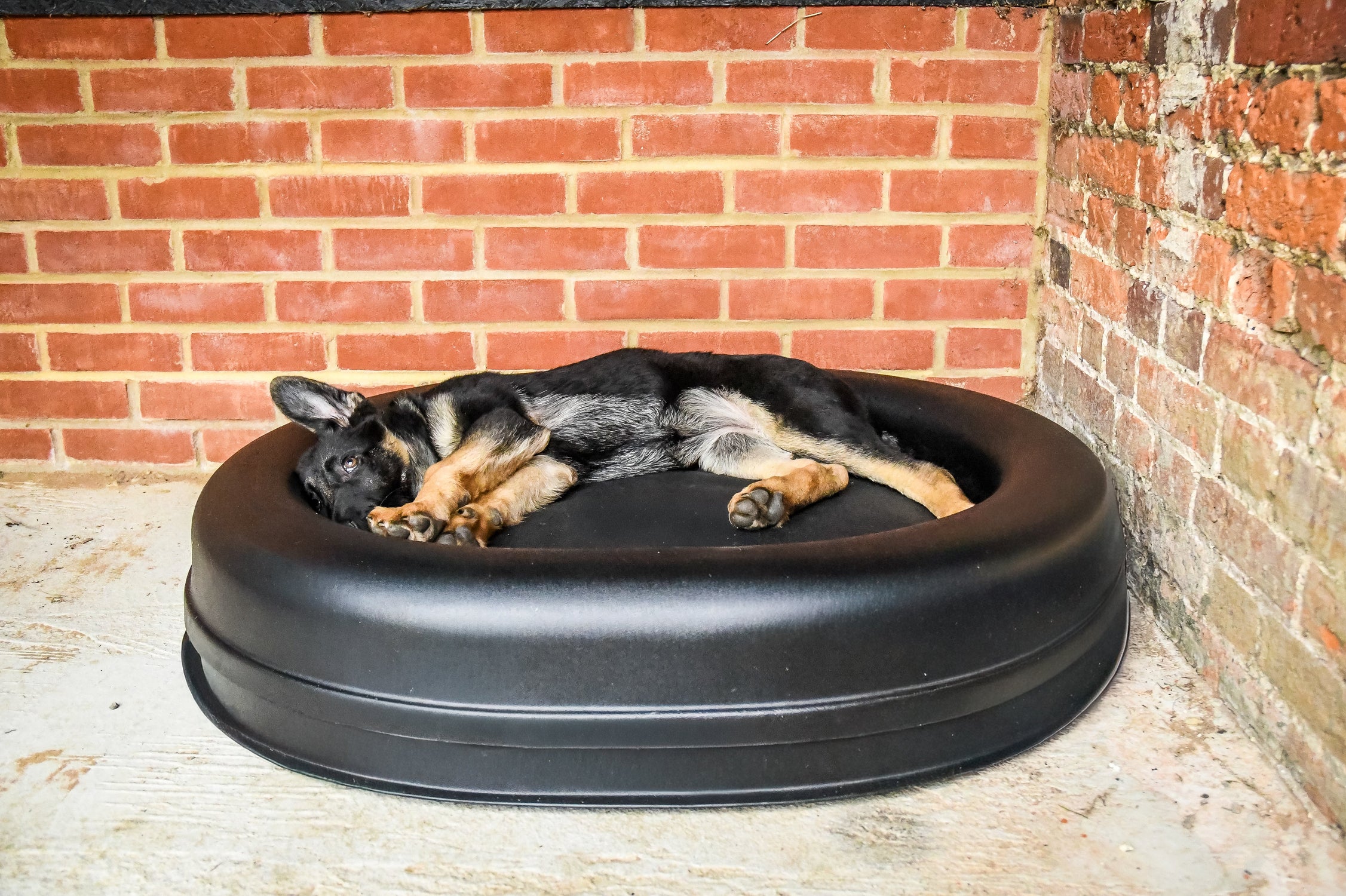 Guaranteed Chew Proof Dog Beds