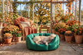 Load image into Gallery viewer, (Easy Access Emerald Green with Grey Dog Dryer)
