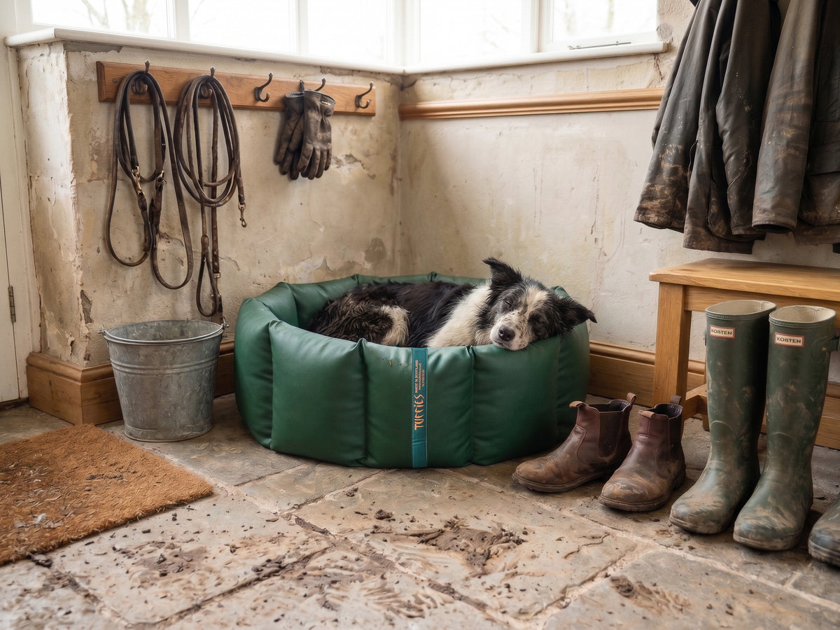 (Full Nest Green with Navy Dog Dryer)
