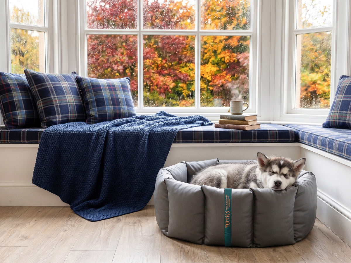 (Full Nest Grey with Navy Dog Dryer)
