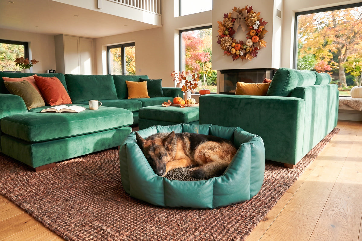 (Easy Access Green with Brown Dog Dryer)