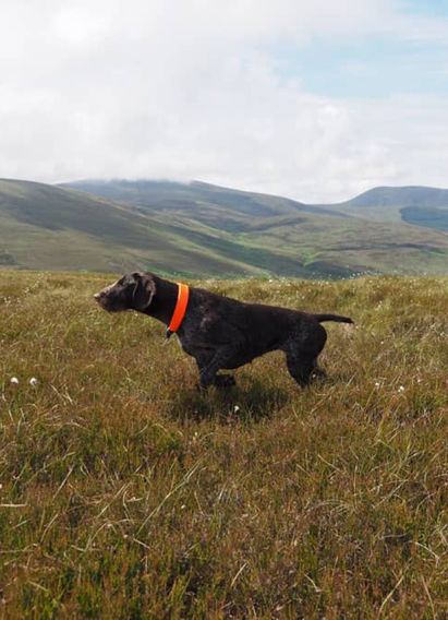 A German Shorthaired Pointer Dog standing on a grassy hill with rolling hills in the background