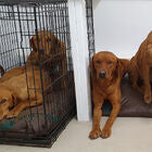 Two dogs in a crate with a Tuffies orthopaedic mattress bed